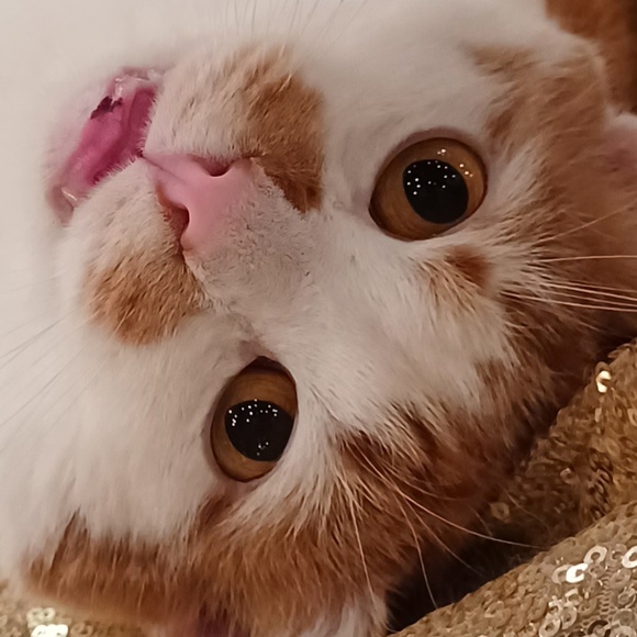 Meet your Posher, Carlos - Picture 1 of 1